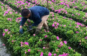 毛鹃好养活吗，毛娟北方可以种植吗
