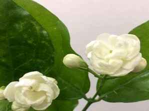 茉莉花价格，茉莉花价格直播