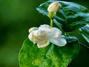 茉莉花价格，茉莉花价格直播