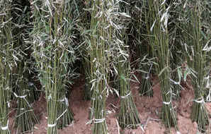 公园早园竹种植密度间距，早园竹种植密度