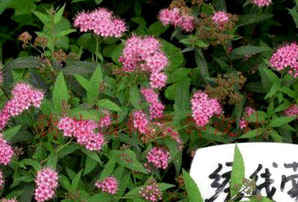三裂绣线菊的种植养护方法，绣线菊种植方法和时间