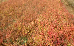 绣线菊种植条件是什么，绣线菊种植密度