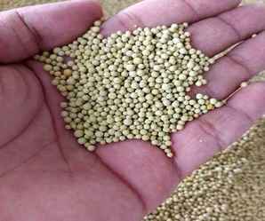 白三叶草籽种植方法，白三叶种子的种植方法