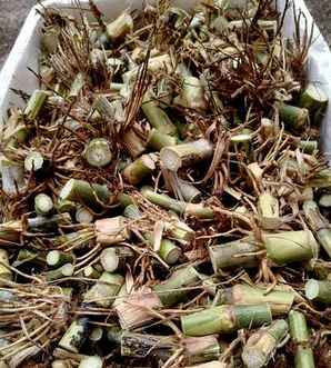皇竹草产量每亩多少斤，皇竹草如何种植