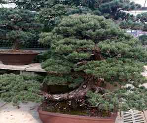 大阪松价格，大阪松批发价格