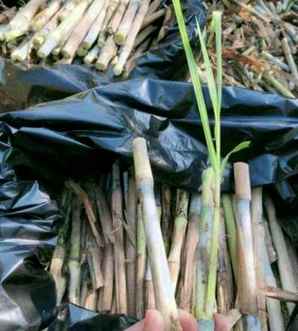 皇竹草产量每亩多少斤，皇竹草如何种植