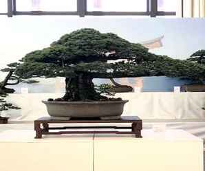 大阪松价格，大阪松批发价格
