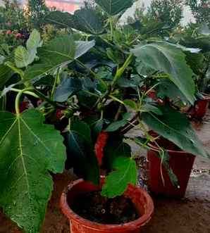 正宗无花果干价格，无花果苗子价格