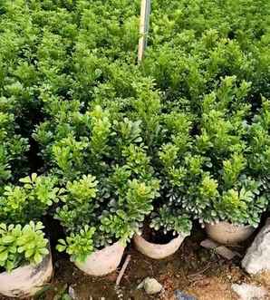 米兰花种子怎么种植方法，米兰花种子怎么培育