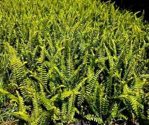 排骨草适合室外种植吗，排骨草的种植方法