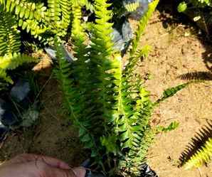 排骨草适合室外种植吗，排骨草的种植方法