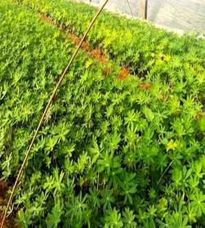 鲁冰花容易繁殖吗，鲁冰花结籽繁殖方法