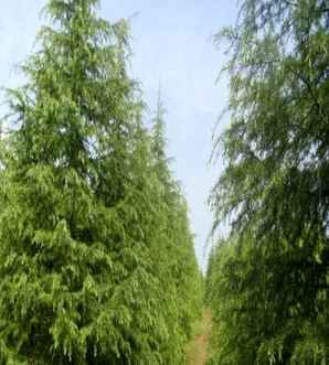 圣诞树价格，不同规格圣诞树价格