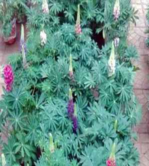 鲁冰花容易繁殖吗，鲁冰花结籽繁殖方法