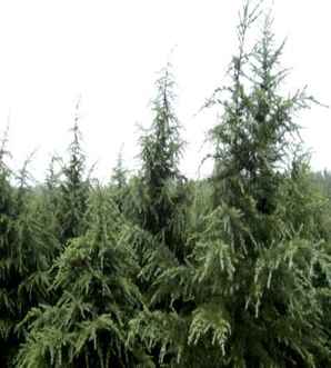 圣诞树价格，不同规格圣诞树价格