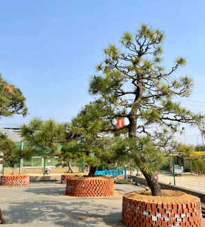 提根三河黑松悬崖盆景，三河黑松地景盆景价格表
