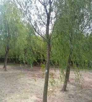 垂柳苗木种植基地电话，垂柳树种子种植条件