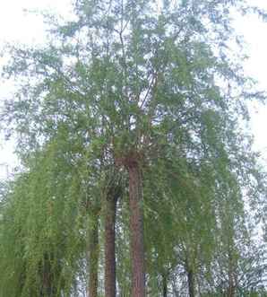 垂柳树种子种植方法，垂柳的种子是什么类型