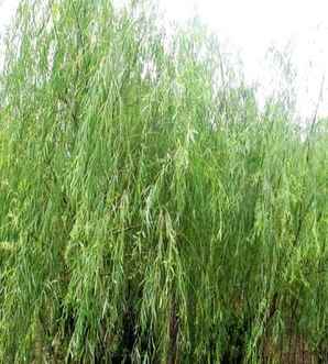 垂柳树种子怎么种植，垂柳种植最好方法