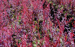 山西紫叶小檗种植技术，紫叶小檗种植方法