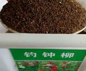 吊钟柳种子价格，钓钟柳种子价格多少