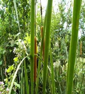 香花槐规格齐全，香花槐不同规格的价格