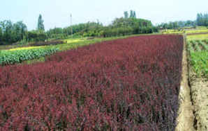 紫叶小檗种植时间，山西紫叶小檗种植技术