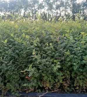 黄刺玫哪个品种最好，黄刺玫的价格和繁殖方法