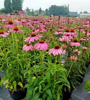 松果菊小苗能在春天开花吗，松果菊今年春天种的什么时候开花