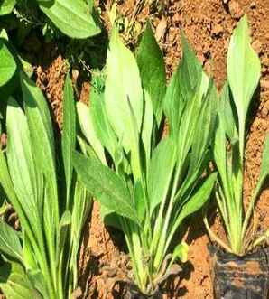 金鸡菊的种植基地，哪里有金鸡菊种植基地
