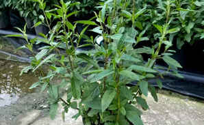 红花鼠尾草种植时间，安徽红花鼠尾草怎么种植