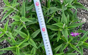 红花鼠尾草种植技术，红色鼠尾草种植技术