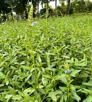粉萼鼠尾草种植方法，鼠尾草种植方法