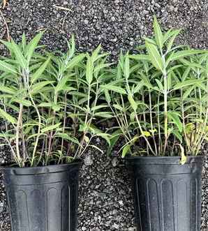 鼠尾草种植需要催芽吗，鼠尾草的催芽作用有哪些