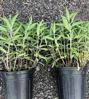 粉萼鼠尾草种植方法，鼠尾草种植方法