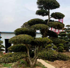 黄杨地景树盆景批发多少钱，黄杨树桩盆景在哪个地方批发