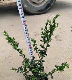 龟甲冬青种植基地，龟甲冬青怎么成片种植