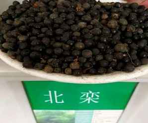 北栾树种如何种植，如何种植北栾种子