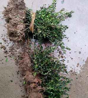龟甲冬青种植基地，龟甲冬青怎么成片种植