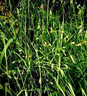 画眉草批发，画眉草种子哪里有卖的