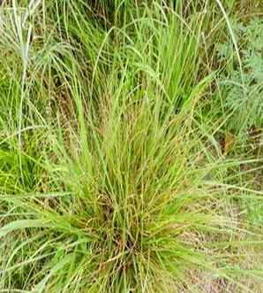 画眉草批发，画眉草种子哪里有卖的