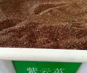 紫云英种子的价格是多少，苍山紫云英种子报价行情
