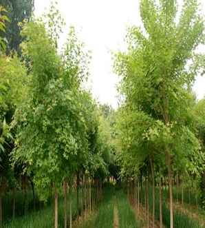 五角枫庭院能种植吗，五角枫苗的种植经验