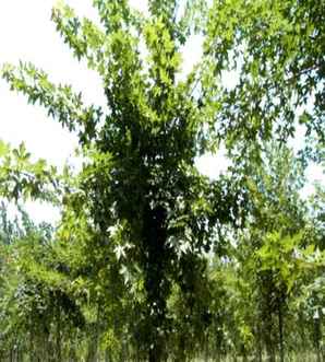 五角枫庭院能种植吗，五角枫苗的种植经验