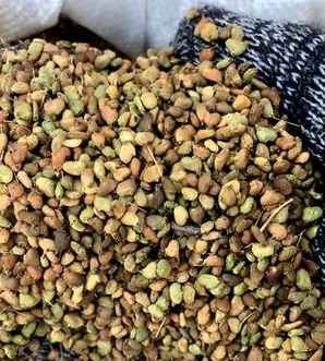 红栌种子催芽方法视频，红栌种子怎样催芽