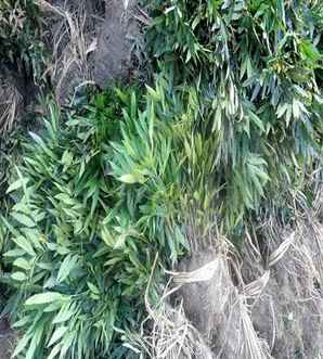 十大功劳是什么植物？，十大功劳是什么植物