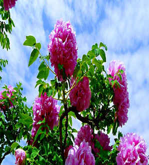菏泽的市花是牡丹吗，牡丹在那些城市是市花