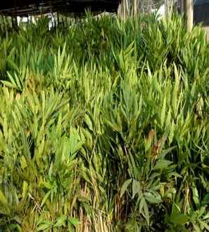 十大功劳是什么植物？，十大功劳是什么植物