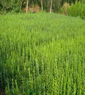 水蜡苗种植价格，水蜡苗基地