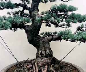 五针松盆景多少钱一盆，五叶松针盆景图片及价格